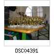 DSC04391.jpg
